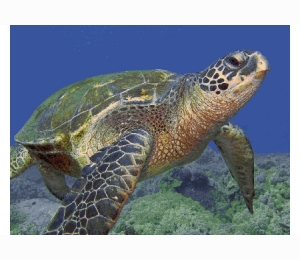 Панно из мозаики Orro Mosaic подводный мир UN-31
